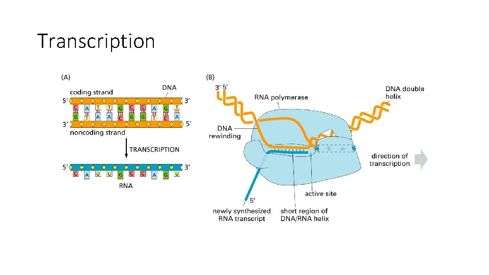 Transcription 