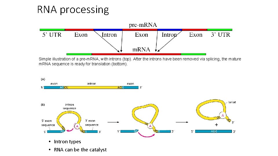 RNA processing Simple illustration of a pre-m. RNA, with introns (top). After the introns