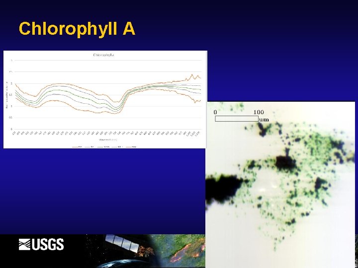 Chlorophyll A 