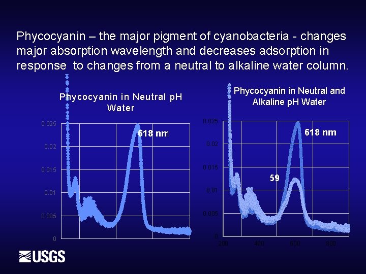 Phycocyanin – the major pigment of cyanobacteria - changes major absorption wavelength and decreases