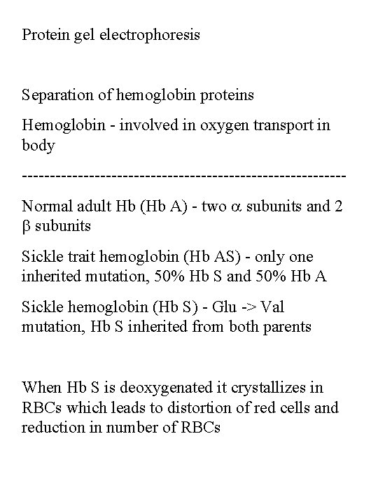 Protein gel electrophoresis Separation of hemoglobin proteins Hemoglobin - involved in oxygen transport in