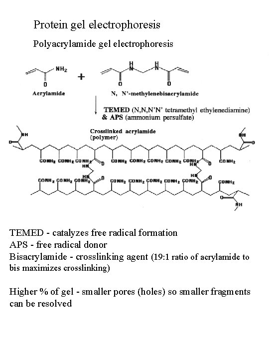 Protein gel electrophoresis Polyacrylamide gel electrophoresis TEMED - catalyzes free radical formation APS -