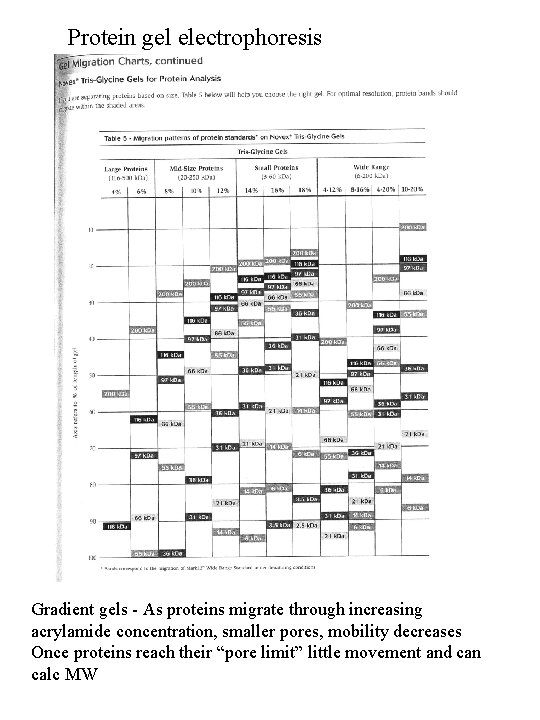 Protein gel electrophoresis Gradient gels - As proteins migrate through increasing acrylamide concentration, smaller