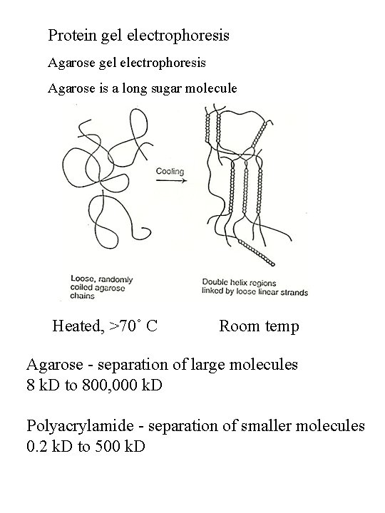 Protein gel electrophoresis Agarose is a long sugar molecule Heated, >70˚ C Room temp