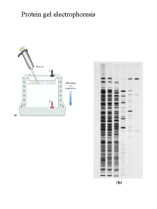 Protein gel electrophoresis Protein gel electrophoresis