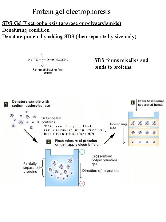 Protein gel electrophoresis SDS Gel Electrophoresis (agarose or polyacrylamide) Denaturing condition Denature protein by