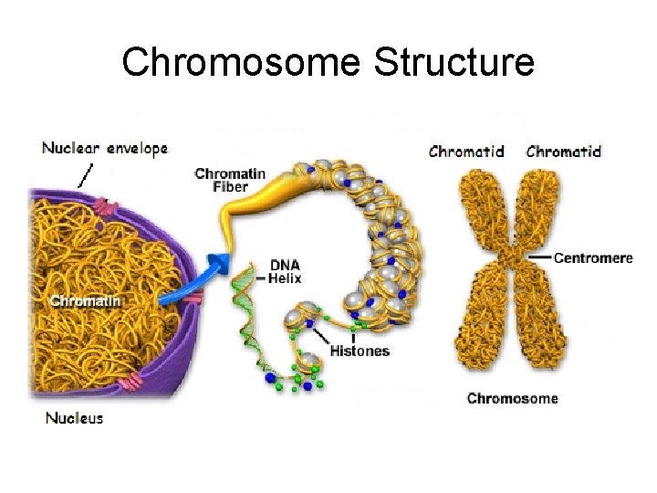 Chromosome Structure 