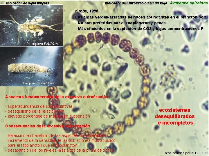 Indicador de Eutrofización en un lago Arabaena spiroides Indicador de agua limpias Krebs, 1986