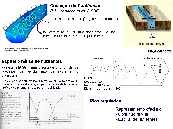 Concepto de Continuum R. L. Vannote et al. (1980) los procesos de hidrología y