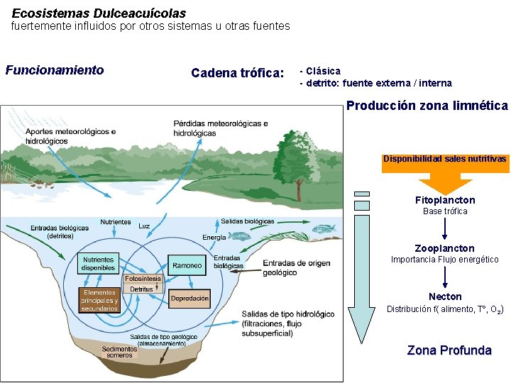 Ecosistemas Dulceacuícolas fuertemente influidos por otros sistemas u otras fuentes Funcionamiento Cadena trófica: -