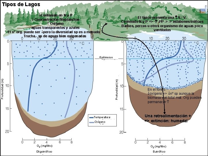 Tipos de Lagos Contenido en N y P Contenido Concentración fitoplancton Oxígeno aguas transparentes