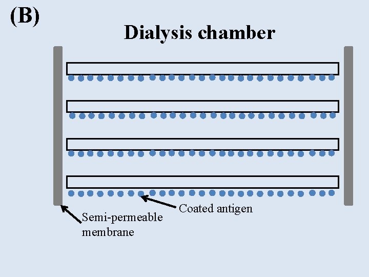 (B) Dialysis chamber Semi-permeable membrane Coated antigen 