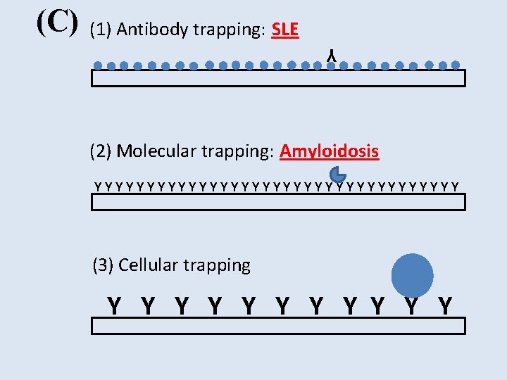 (1) Antibody trapping: SLE Y (C) (2) Molecular trapping: Amyloidosis YYYYYYYYYYYYYYYYYY (3) Cellular trapping