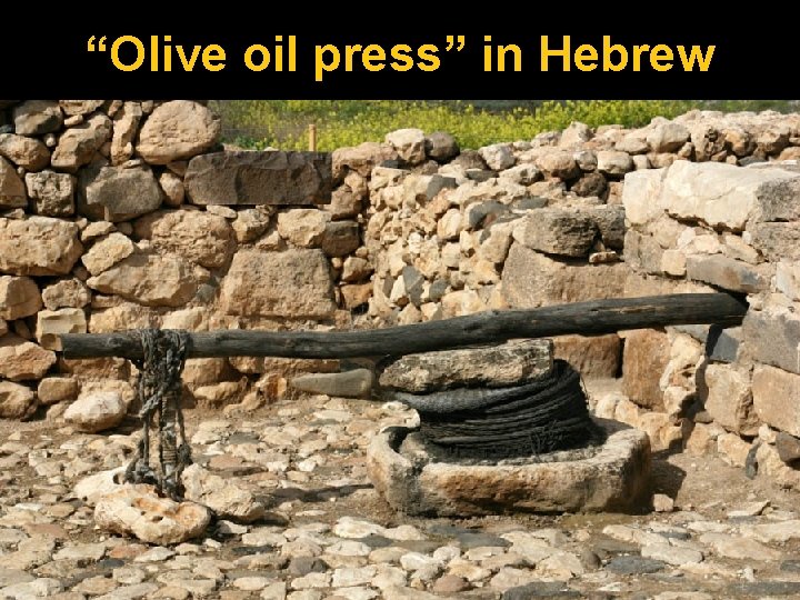 “Olive oil press” in Hebrew 