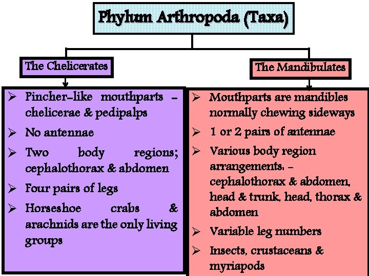 Phylum Arthropoda (Taxa) The Chelicerates Ø Pincher-like mouthparts chelicerae & pedipalps Ø No antennae