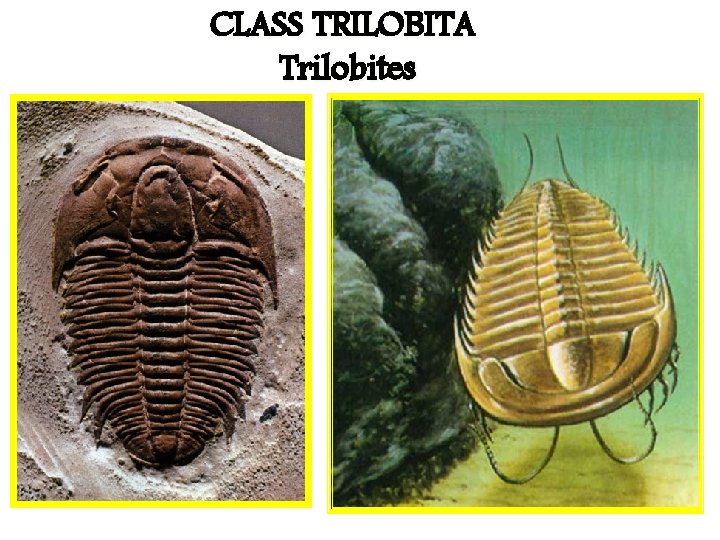 CLASS TRILOBITA Trilobites 
