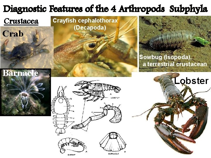 Diagnostic Features of the 4 Arthropods Subphyla Crustacea Crab Barnacle Crayfish cephalothorax (Decapoda) Sowbug