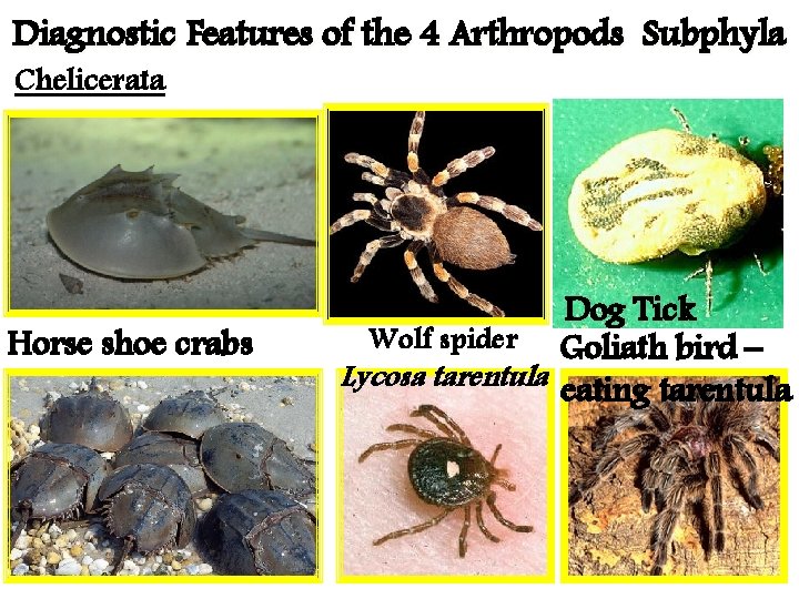 Diagnostic Features of the 4 Arthropods Subphyla Chelicerata Horse shoe crabs Dog Tick Wolf