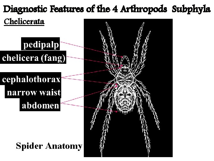 Diagnostic Features of the 4 Arthropods Subphyla Chelicerata Spider Anatomy 