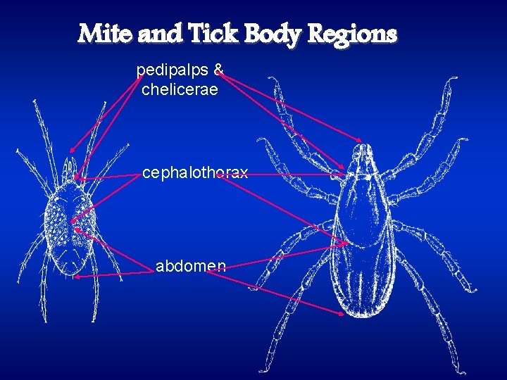 Mite and Tick Body Regions pedipalps & chelicerae cephalothorax abdomen 