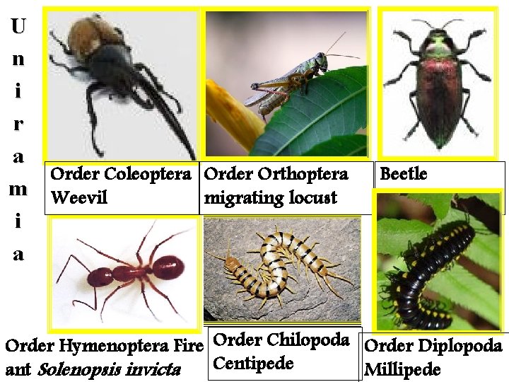 U n i r a Order Coleoptera Order Orthoptera m Weevil migrating locust i