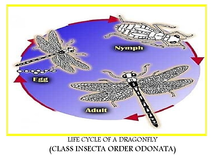 LIFE CYCLE OF A DRAGONFLY (CLASS INSECTA ORDER ODONATA) 