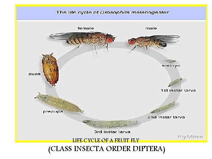 LIFE CYCLE OF A FRUIT FLY (CLASS INSECTA ORDER DIPTERA) 