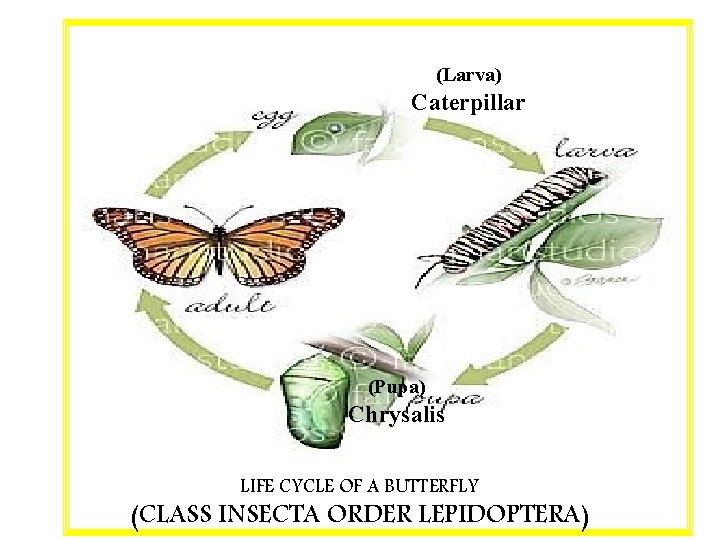 (Larva) Caterpillar (Pupa) Chrysalis LIFE CYCLE OF A BUTTERFLY (CLASS INSECTA ORDER LEPIDOPTERA) 
