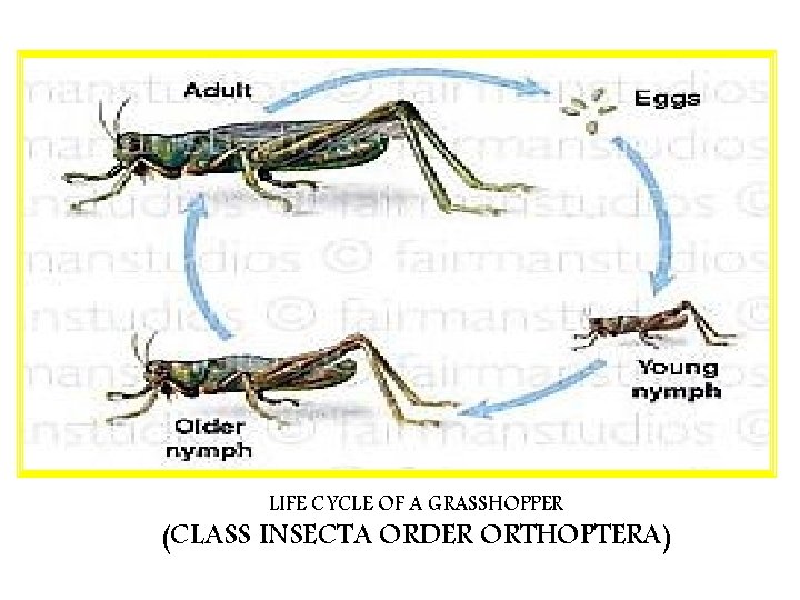 LIFE CYCLE OF A GRASSHOPPER (CLASS INSECTA ORDER ORTHOPTERA) 