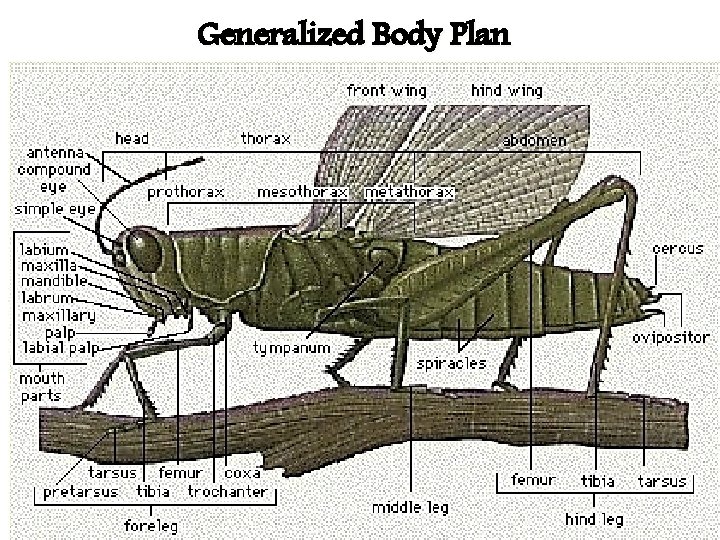 Generalized Body Plan 