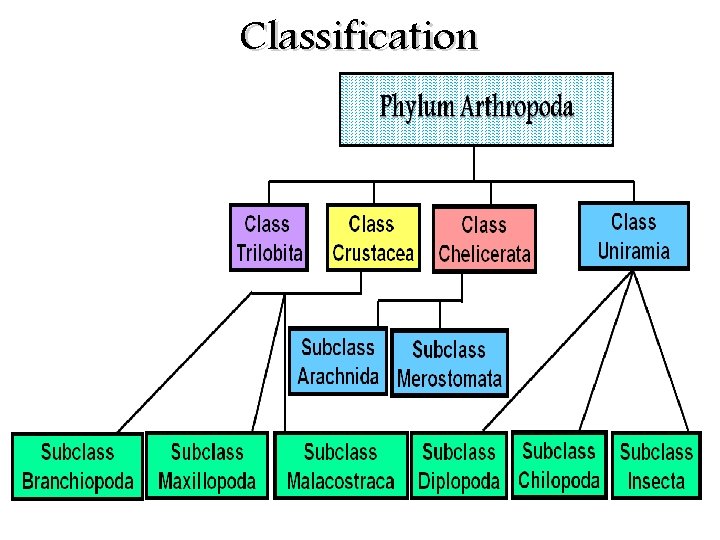 Classification 