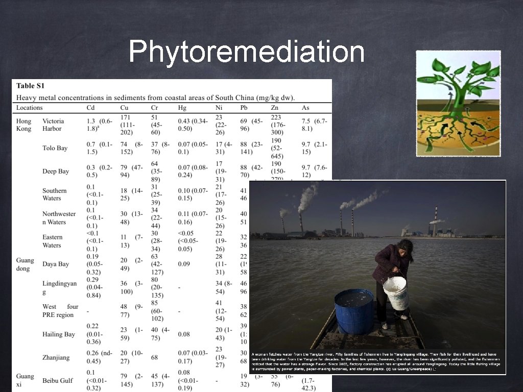 Phytoremediation 