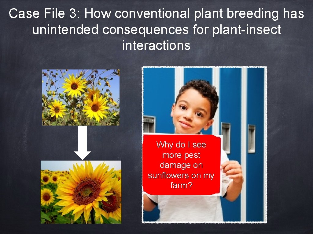 Case File 3: How conventional plant breeding has unintended consequences for plant-insect interactions Why