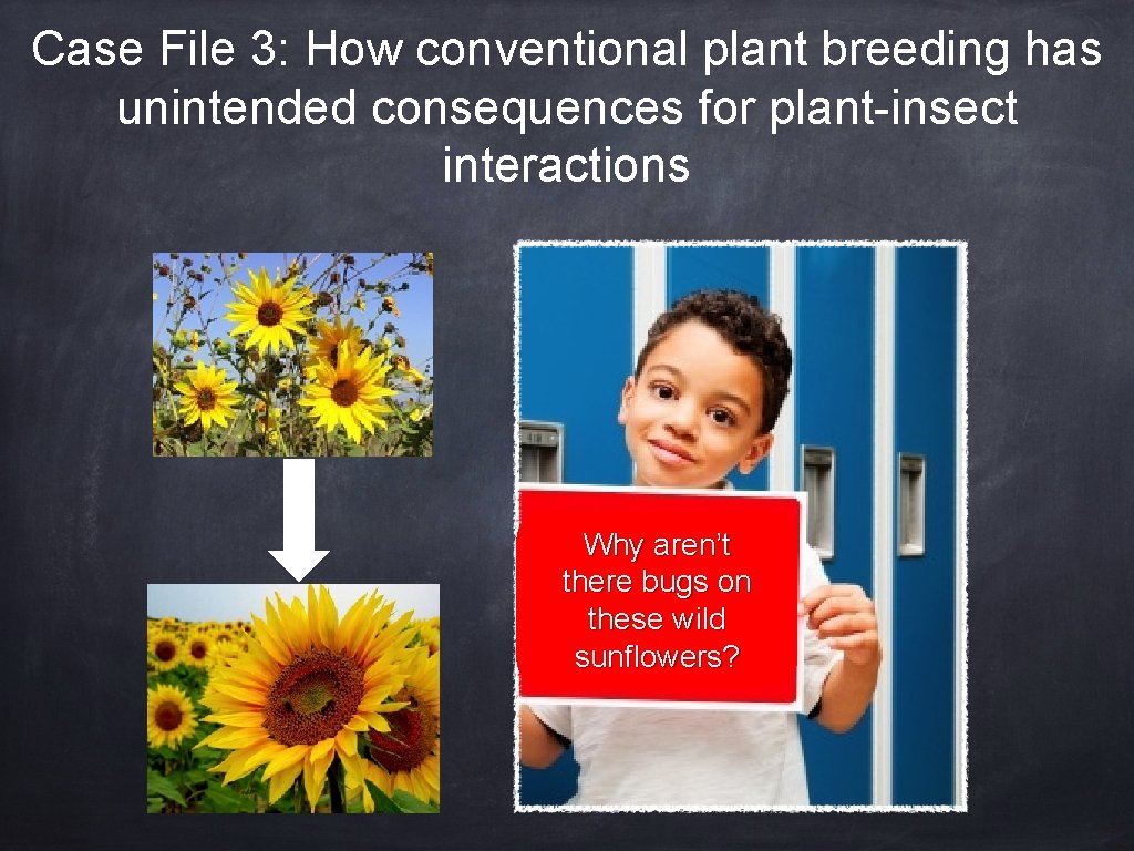 Case File 3: How conventional plant breeding has unintended consequences for plant-insect interactions Why