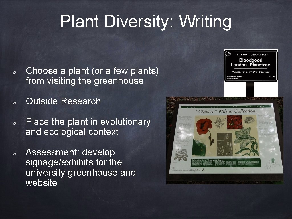 Plant Diversity: Writing Choose a plant (or a few plants) from visiting the greenhouse