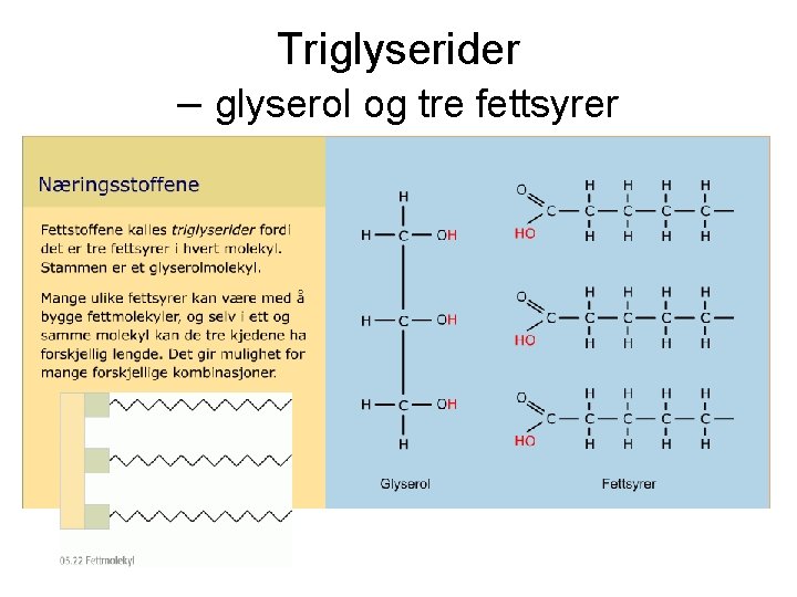 Triglyserider – glyserol og tre fettsyrer 