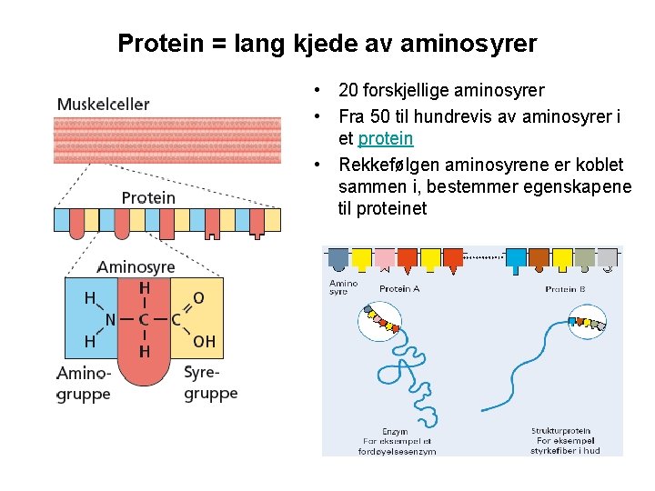 Protein = lang kjede av aminosyrer • 20 forskjellige aminosyrer • Fra 50 til