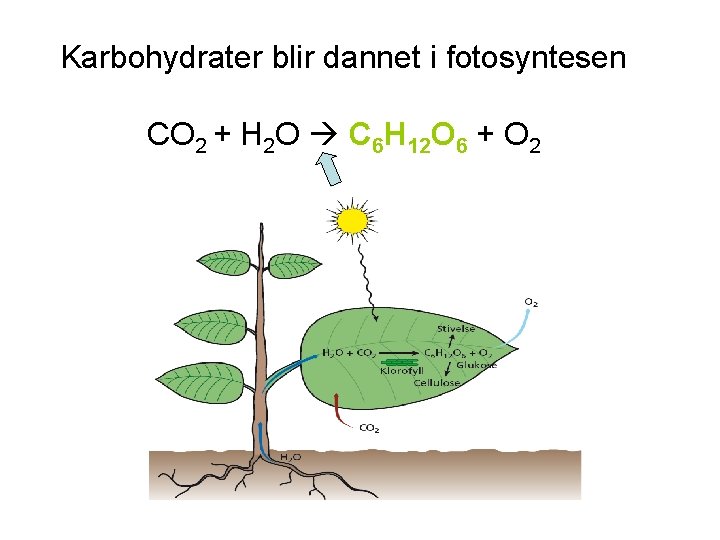 Karbohydrater blir dannet i fotosyntesen CO 2 + H 2 O C 6 H