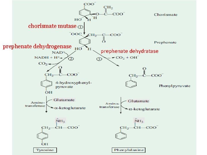 chorismate mutase prephenate dehydrogenase prephenate dehydratase chorismate mutase prephenate dehydrogenase prephenate dehydratase