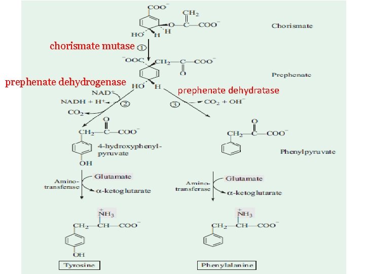 chorismate mutase prephenate dehydrogenase prephenate dehydratase 