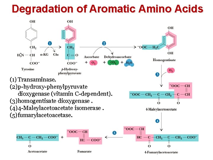 Degradation of Aromatic Amino Acids (1) Transaminase. (2)p-hydroxy-phenylpyruvate dioxygenase (vitamin C-dependent). (3)homogentisate dioxygenase. (4)4