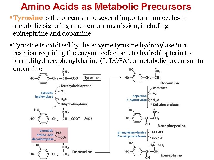 Amino Acids as Metabolic Precursors § Tyrosine is the precursor to several important molecules