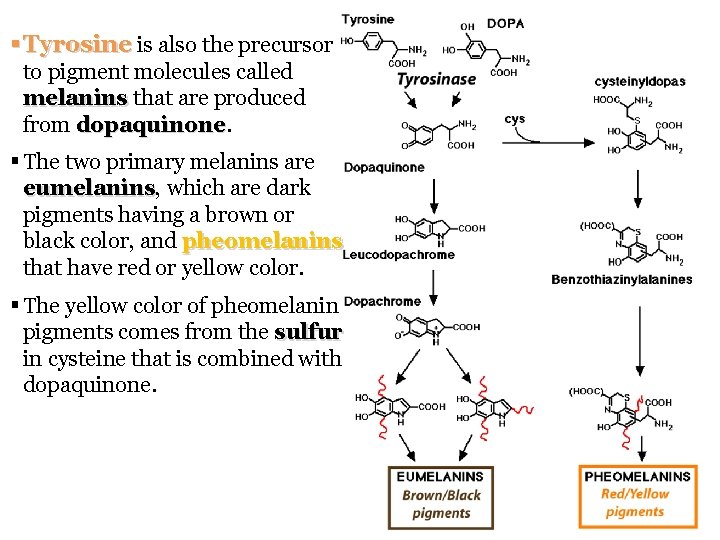 § Tyrosine is also the precursor to pigment molecules called melanins that are produced