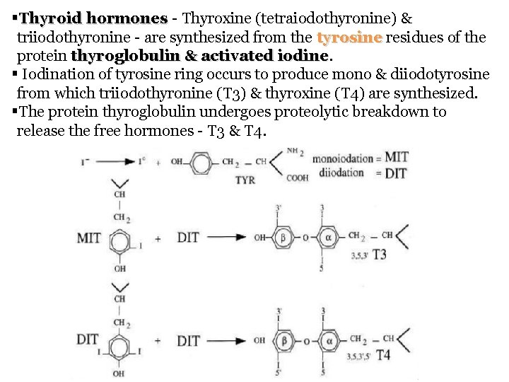 §Thyroid hormones - Thyroxine (tetraiodothyronine) & triiodothyronine - are synthesized from the tyrosine residues §Thyroid hormones - Thyroxine (tetraiodothyronine) & triiodothyronine - are synthesized from the tyrosine residues