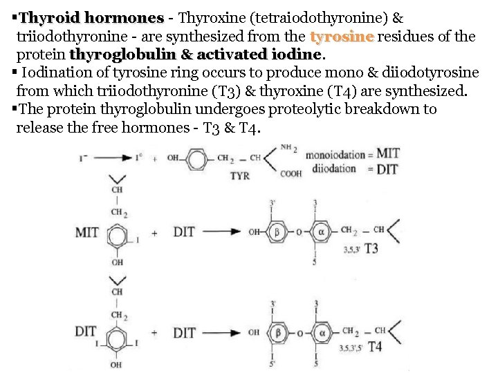 §Thyroid hormones - Thyroxine (tetraiodothyronine) & triiodothyronine - are synthesized from the tyrosine residues