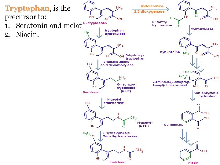 Tryptophan, Tryptophan is the precursor to: 1. Serotonin and melatonin. 2. Niacin. 
