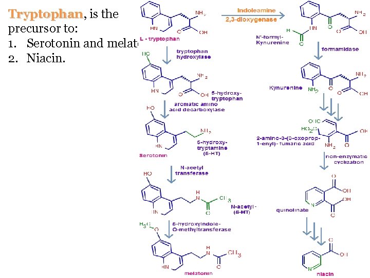 Tryptophan, Tryptophan is the precursor to: 1. Serotonin and melatonin. 2. Niacin. Tryptophan, Tryptophan is the precursor to: 1. Serotonin and melatonin. 2. Niacin.