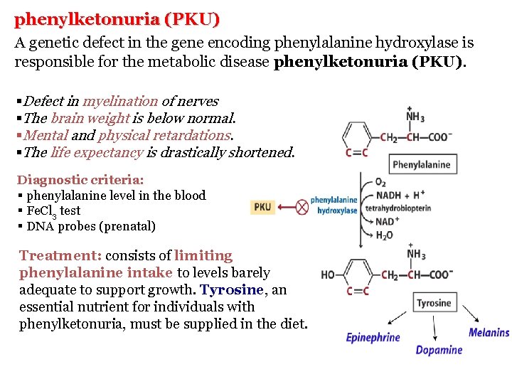 phenylketonuria (PKU) A genetic defect in the gene encoding phenylalanine hydroxylase is responsible for