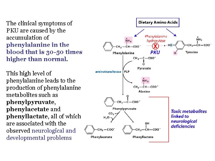 The clinical symptoms of PKU are caused by the accumulation of phenylalanine in the The clinical symptoms of PKU are caused by the accumulation of phenylalanine in the