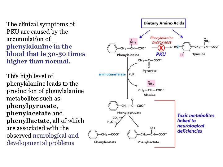 The clinical symptoms of PKU are caused by the accumulation of phenylalanine in the